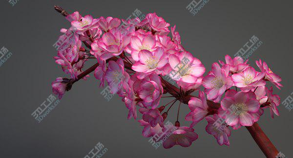 images/goods_img/20210312/3D Realistic Sakura Branch model/5.jpg